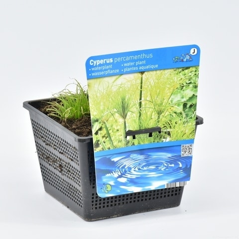  Papyrusplant (Cyperus Percamenthus)