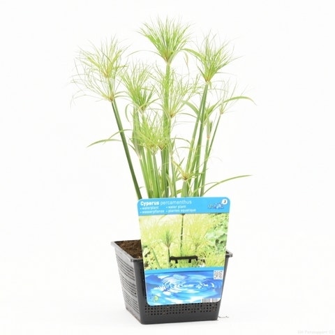  Papyrusplant (Cyperus Percamenthus)