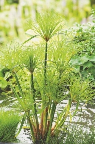  Papyrusplant (Cyperus Percamenthus)