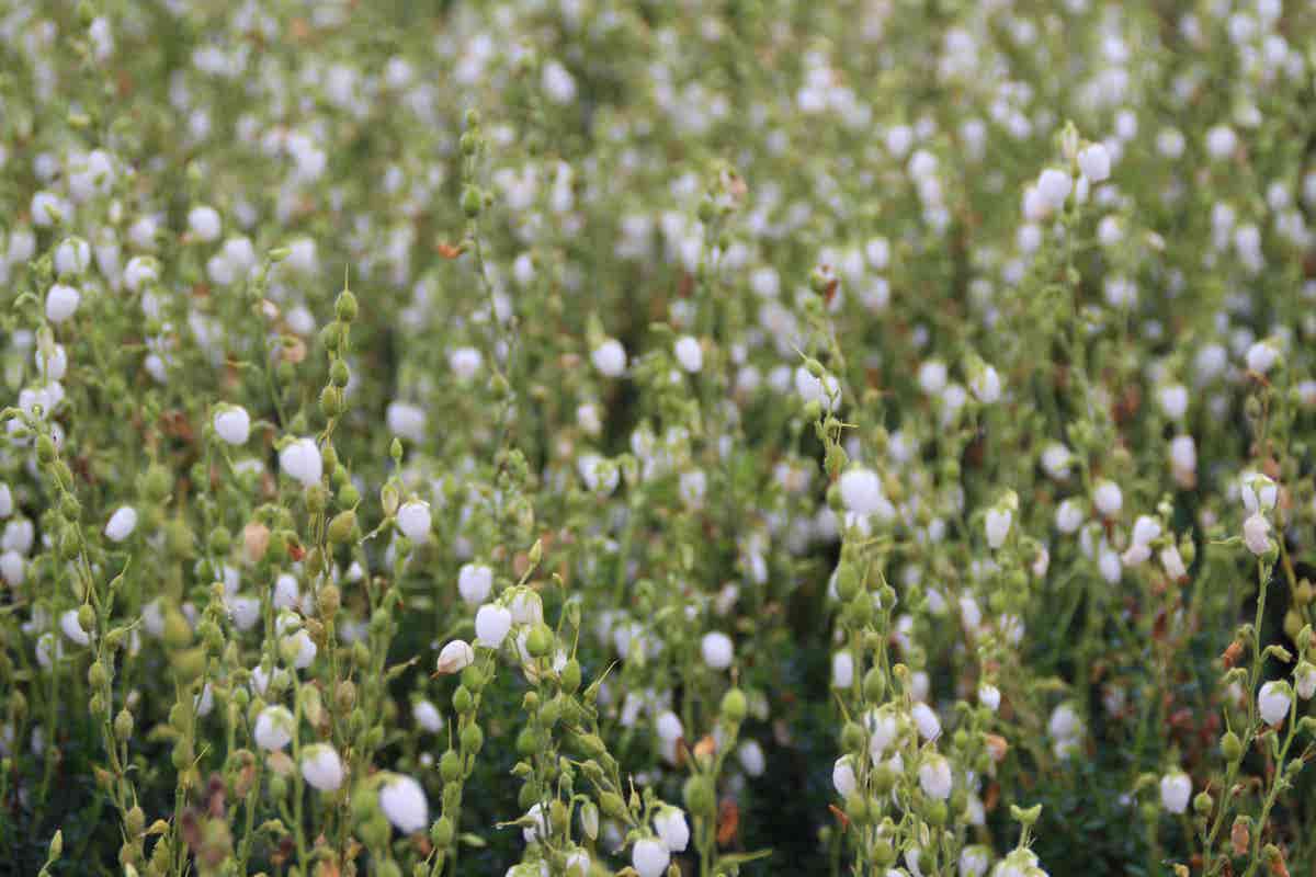  Ierse Heide Wit (Daboecia Cantabrica Alba')