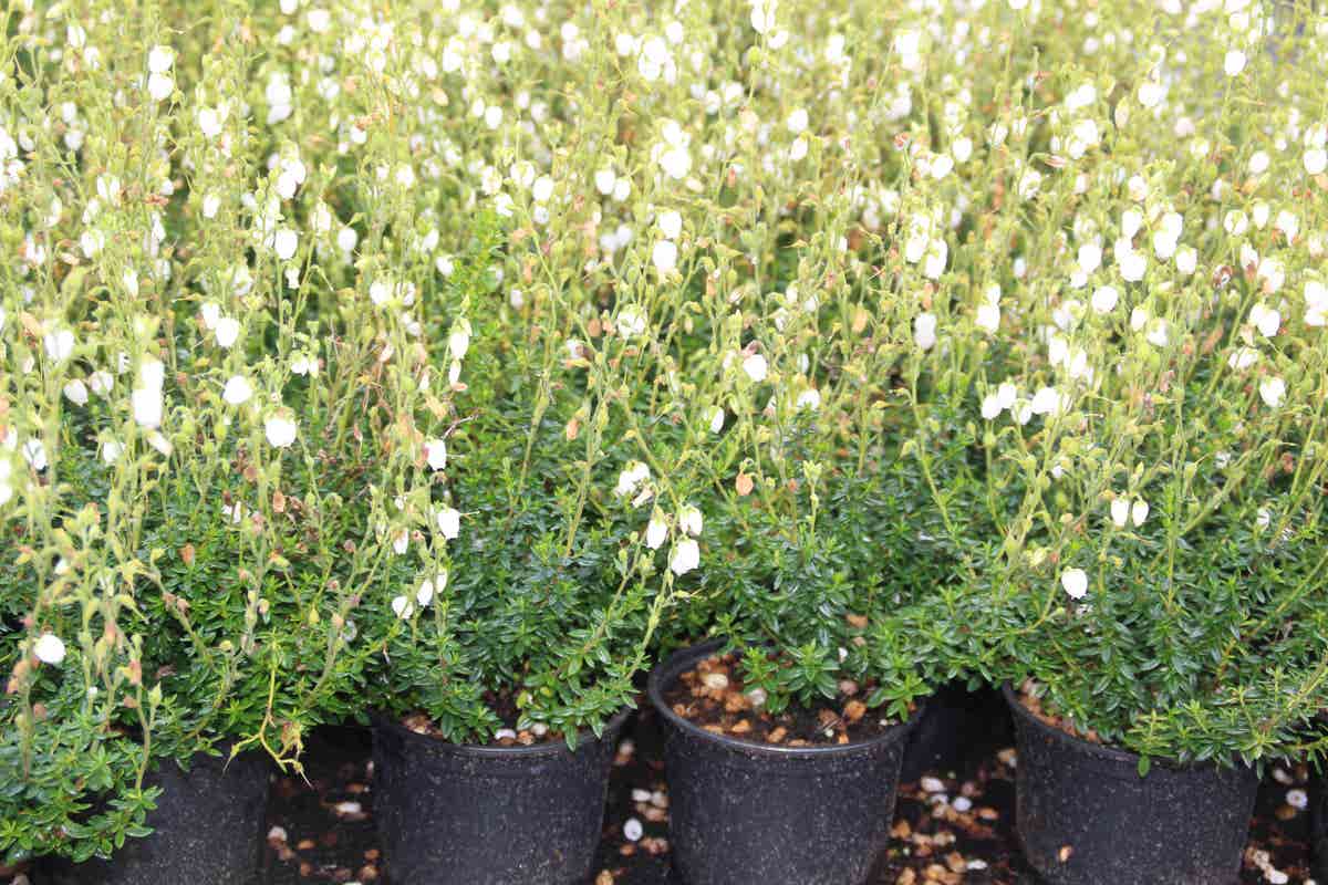 Ierse Heide Wit (Daboecia Cantabrica Alba')