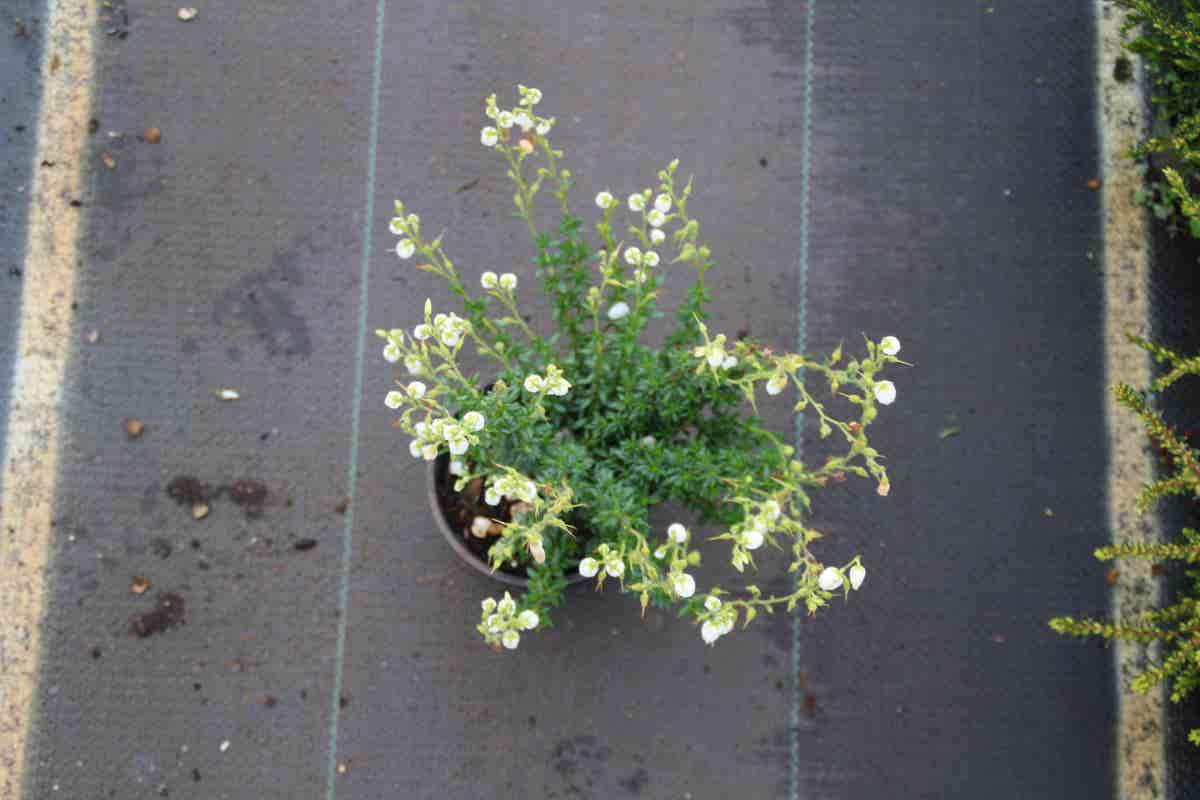  Ierse Heide Wit (Daboecia Cantabrica Alba')