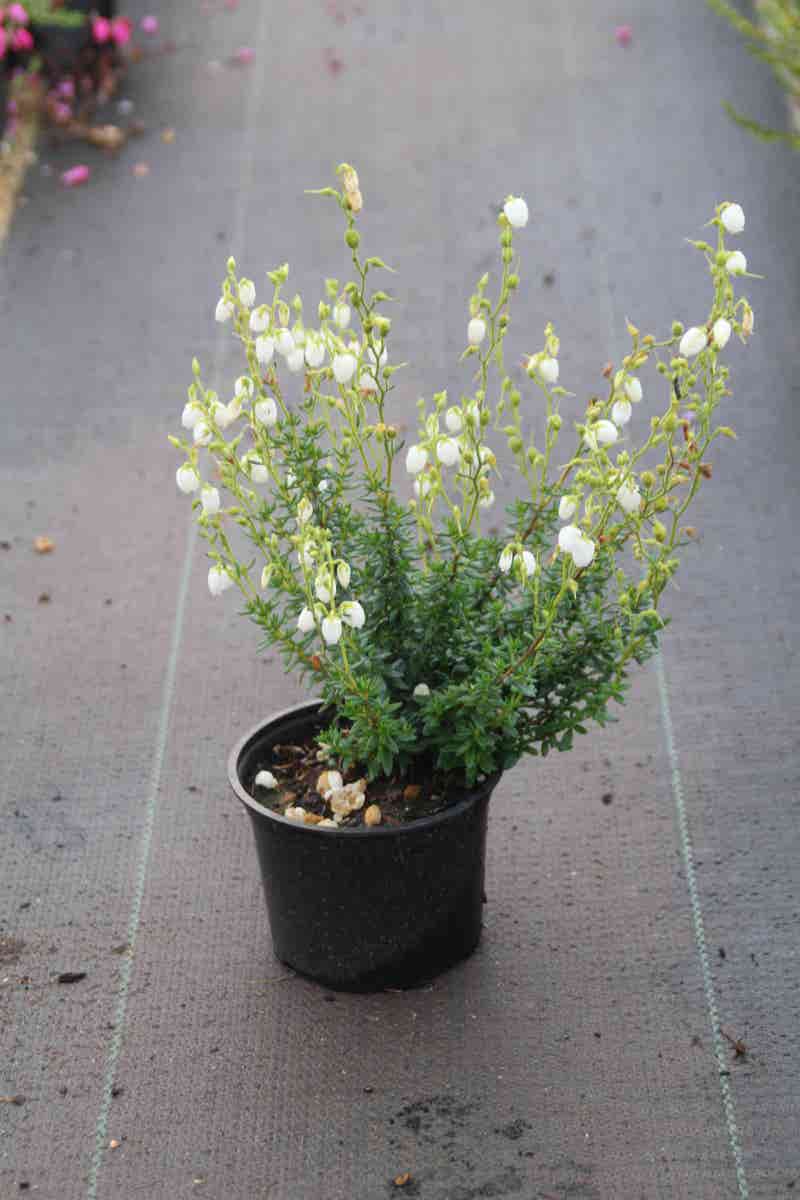  Ierse Heide Wit (Daboecia Cantabrica Alba')