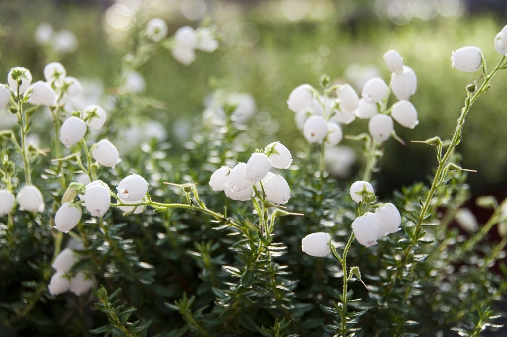  Ierse Heide Wit (Daboecia Cantabrica Alba')