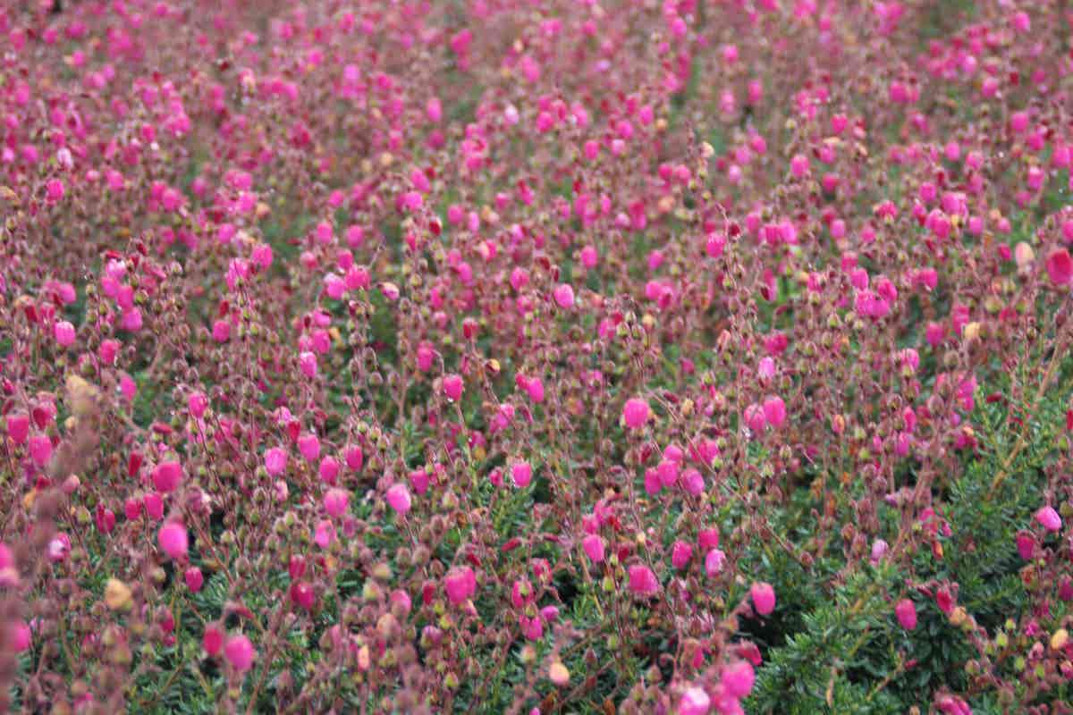  Ierse Heide (Daboecia Cantabrica 'Waley's Red)