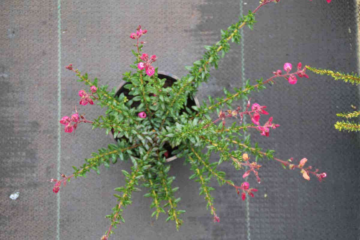  Ierse Heide (Daboecia Cantabrica 'Waley's Red)