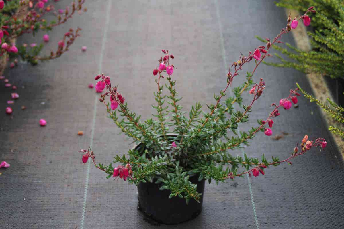  Ierse Heide (Daboecia Cantabrica 'Waley's Red)