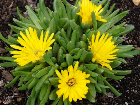  IJsbloem (Delosperma Congestum)