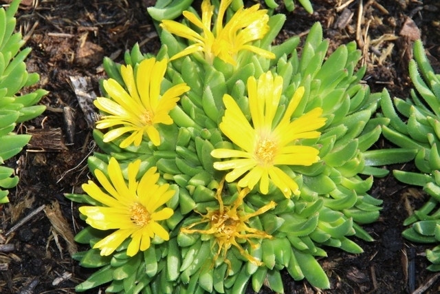  IJsbloem (Delosperma Congestum)