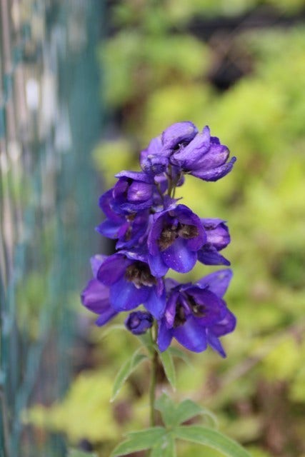  Ridderspoor (Delphinium 'Black Knight')