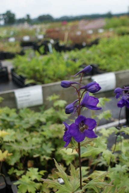  Ridderspoor (Delphinium 'Black Knight')
