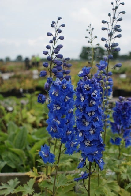  Ridderspoor (Delphinium 'Blue Bird')