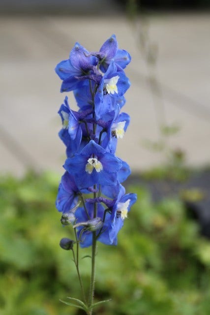  Ridderspoor (Delphinium 'Blue Bird')