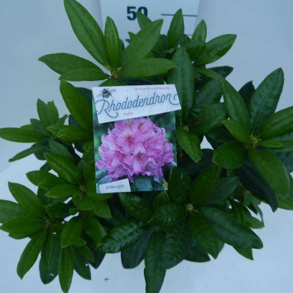  Rhododendron (Rhododendron 'Delta')