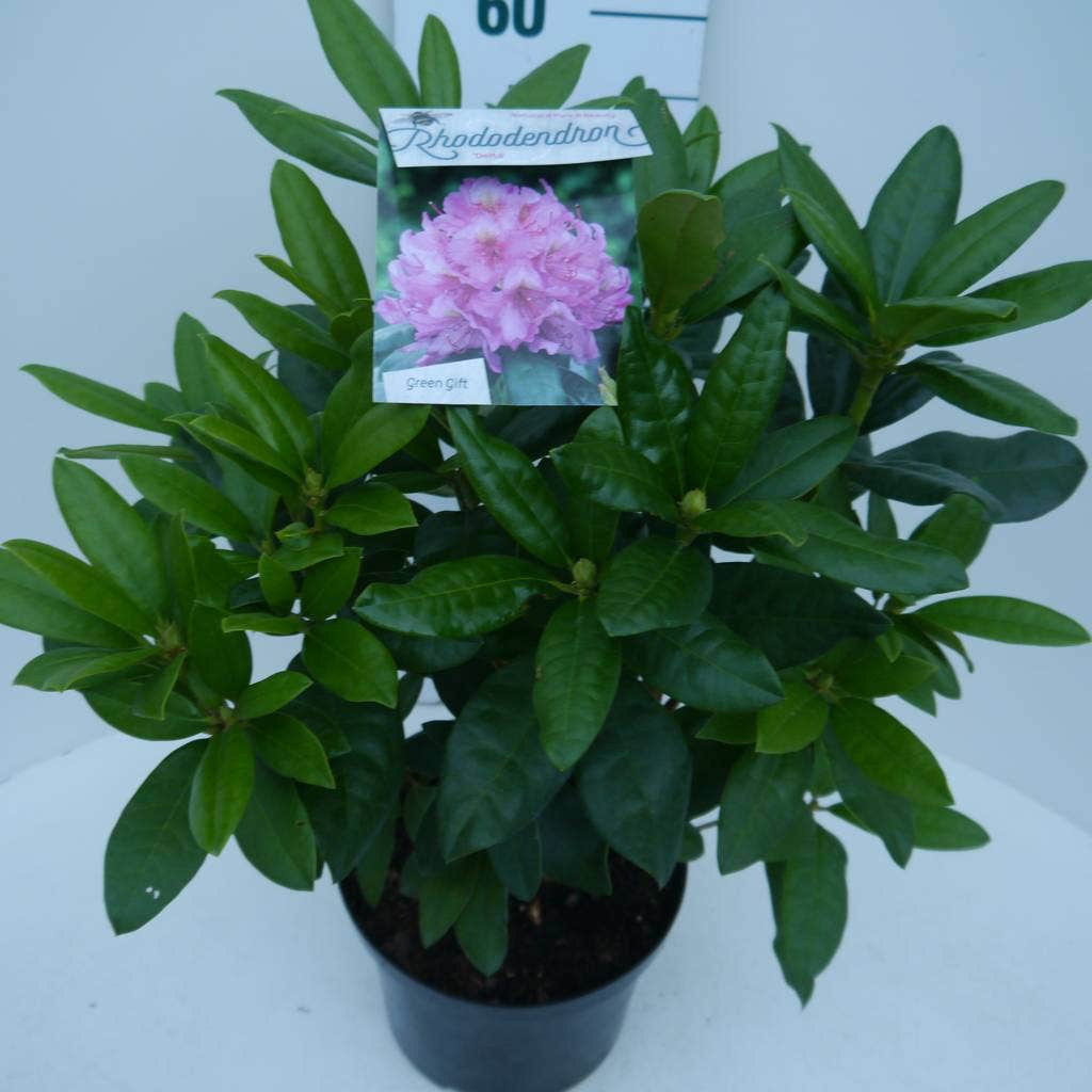  Rhododendron (Rhododendron 'Delta')