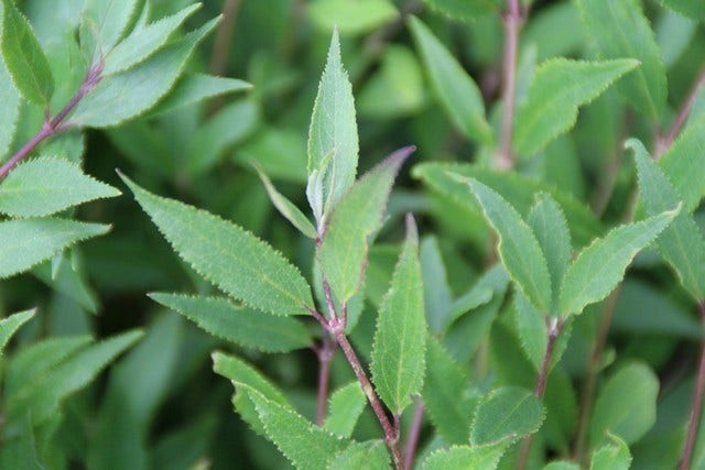  Bruidsbloem (Deutzia Gracilis 'Nikko')