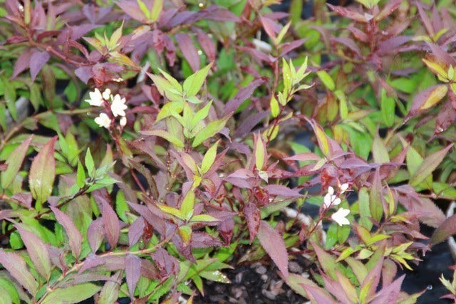  Bruidsbloem (Deutzia Gracilis 'Nikko')
