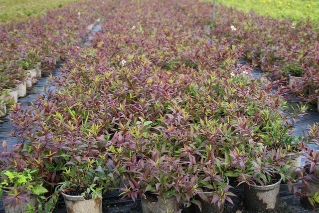  Bruidsbloem (Deutzia Gracilis 'Nikko')