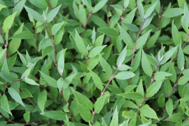  Bruidsbloem (Deutzia Gracilis 'Nikko')
