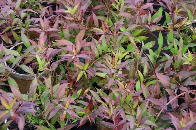  Bruidsbloem (Deutzia Gracilis 'Nikko')
