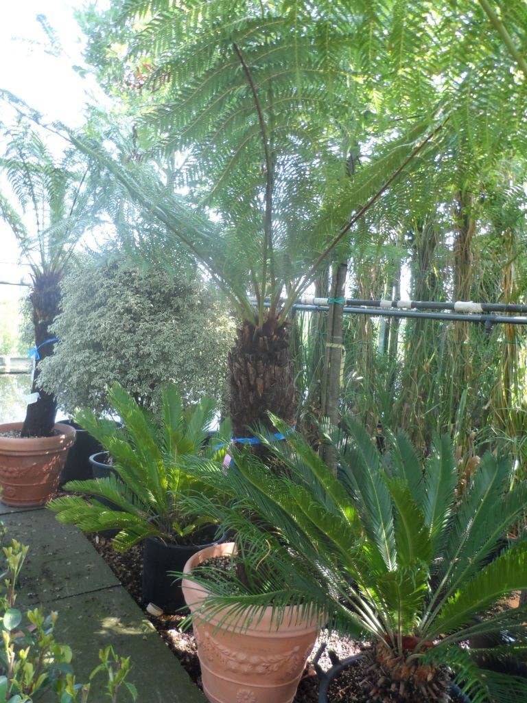  Grote Boomvaren (Dicksonia Antarctica)
