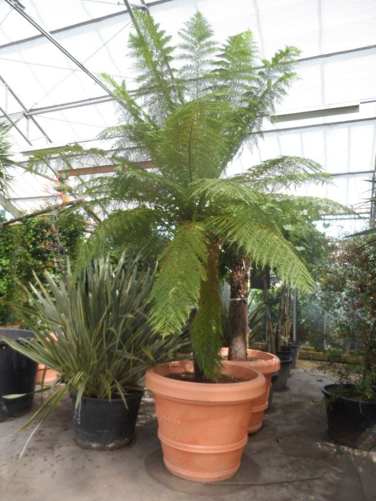  Boomvaren (Dicksonia Antarctica)
