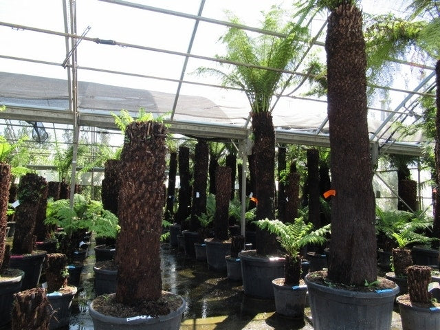  Boomvaren (Dicksonia Antarctica)