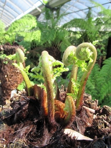  Boomvaren (Dicksonia Antarctica)