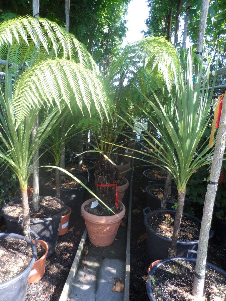  Boomvaren (Dicksonia Antarctica)