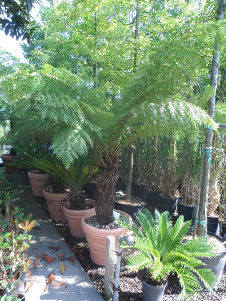  Boomvaren (Dicksonia Antarctica)