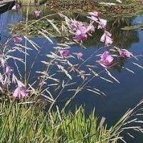  Klokkengraslelie (Dierama Pulcherrimum)