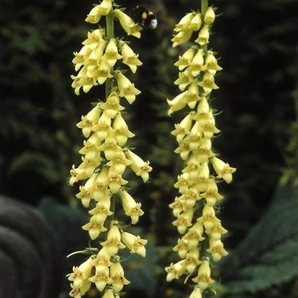  Vingerhoedskruid (Digitalis Lutea)