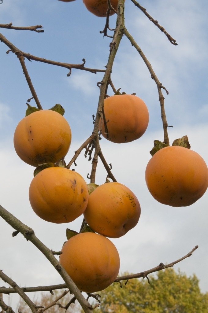  Kaki (Diospyros Kaki)