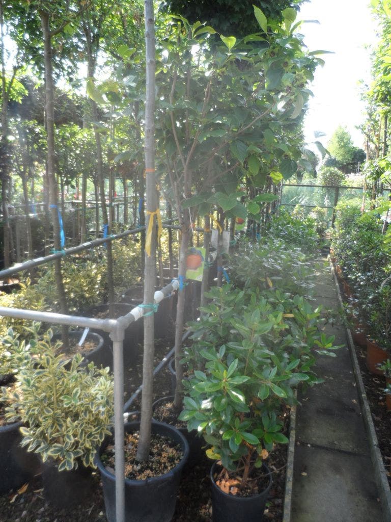  Kaki (Diospyros Kaki)