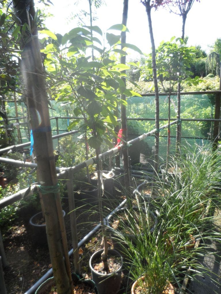  Kaki (Diospyros Kaki)