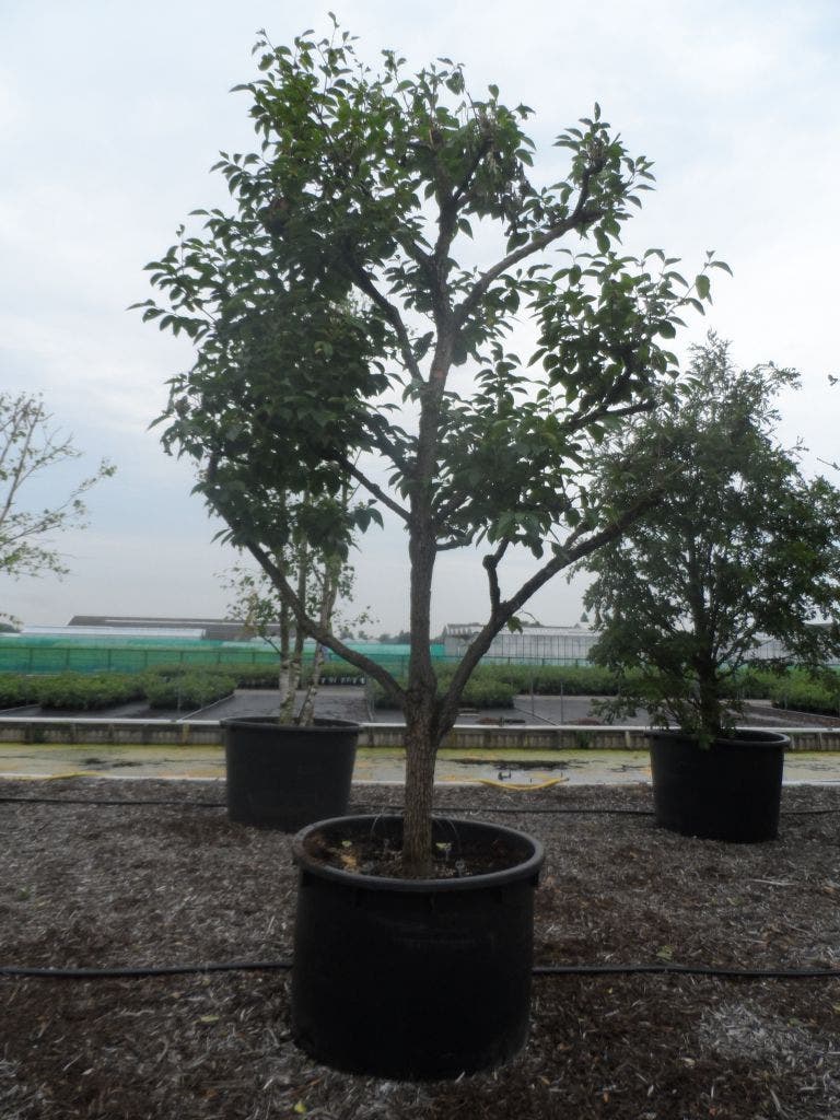  Kaki (Diospyros Kaki)