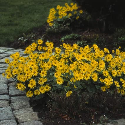  Voorjaarszonnebloem (Doronicum Orientale)
