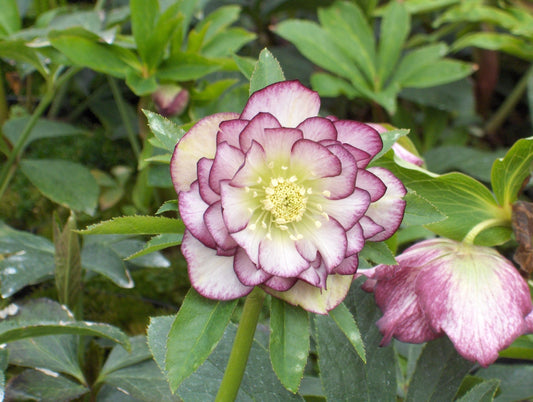  Nieskruid (Helleborus Orientalis 'Double Ellen Picotee')