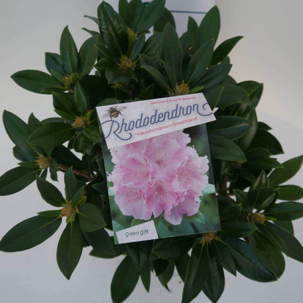  Dwergrhododendron (Rhododendron 'Dreamland')