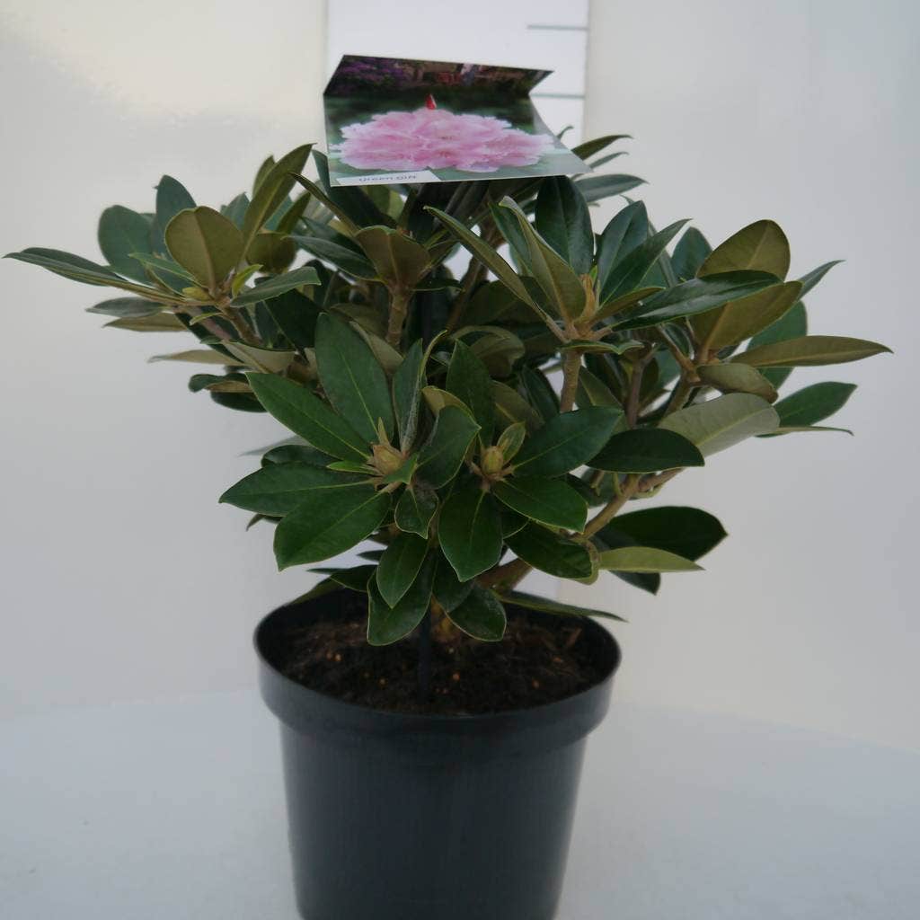  Dwergrhododendron (Rhododendron 'Dreamland')
