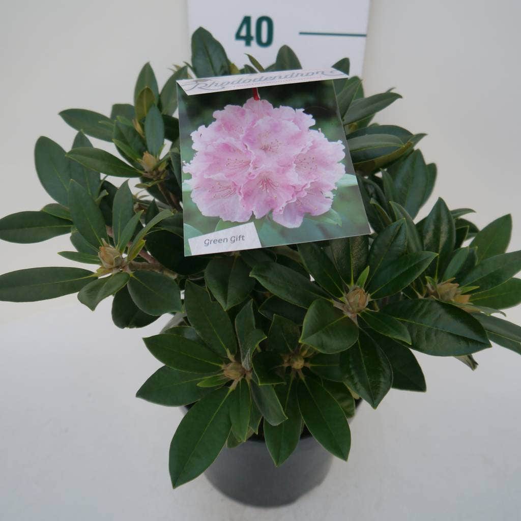  Dwergrhododendron (Rhododendron 'Dreamland')