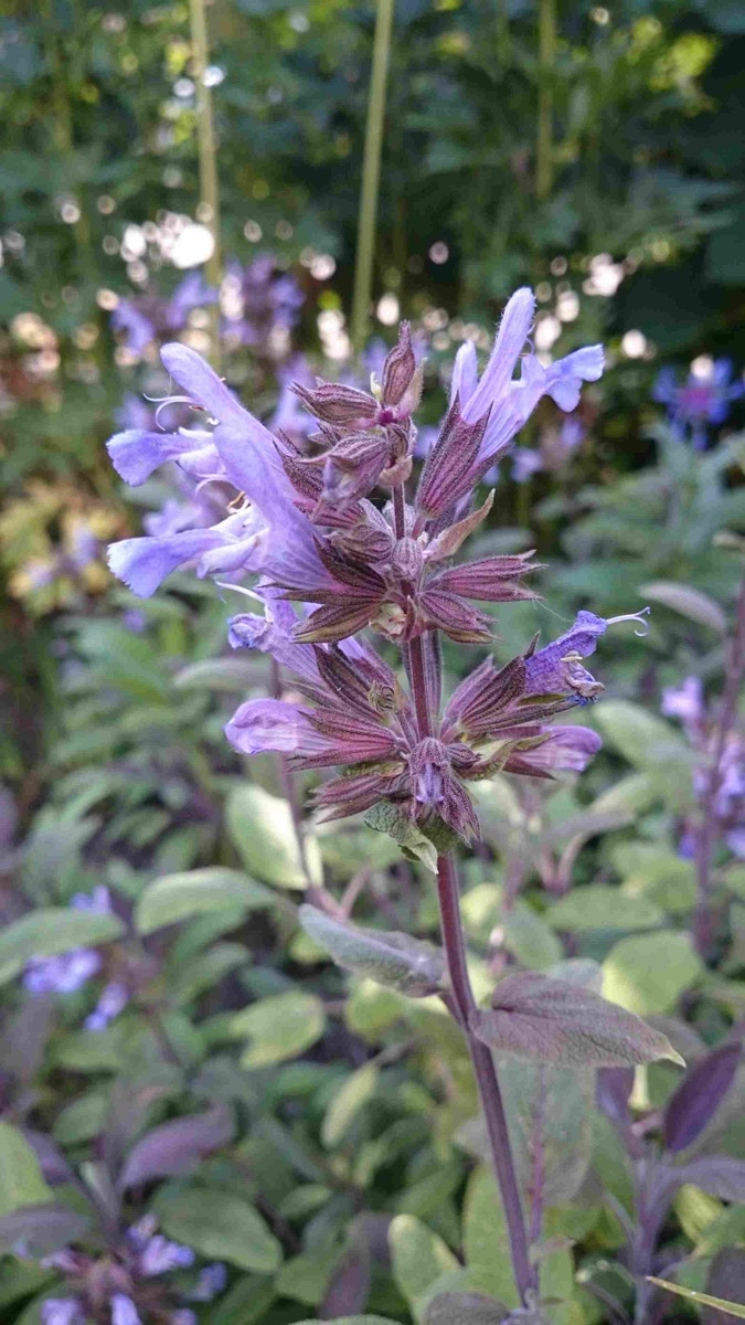  Salie (Salvia Officinalis 'Purpurascens')