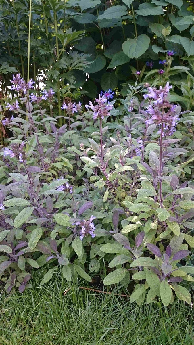  Salie (Salvia Officinalis 'Purpurascens')
