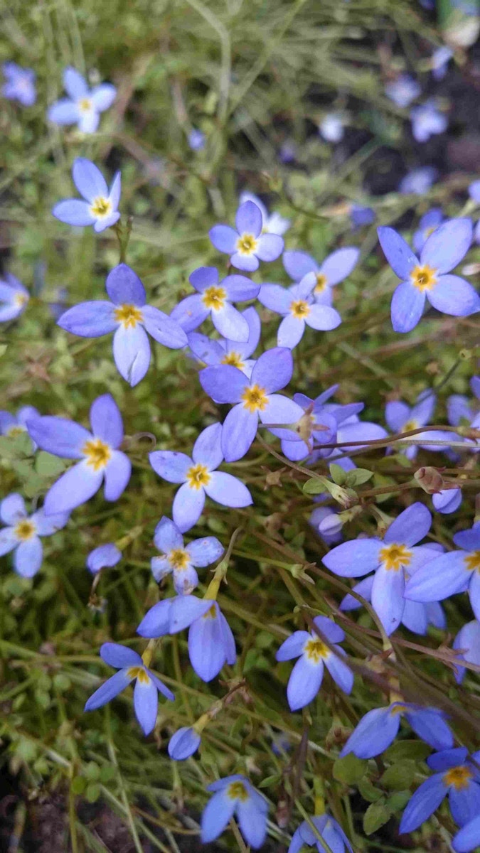  Blauw Ogengras/bieslelie (Sisyrinchium Angustifolium)