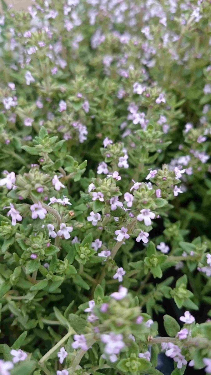 Wilde Marjolein (Origanum Vulgare)