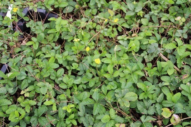  Sieraardbei (Duchesnea Indica)