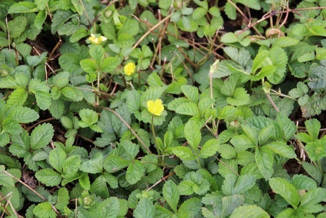  Sieraardbei (Duchesnea Indica)