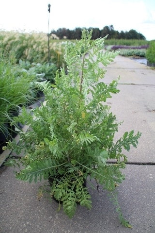  Duizendblad (Achillea Filipendulina 'Cloth Of Gold')