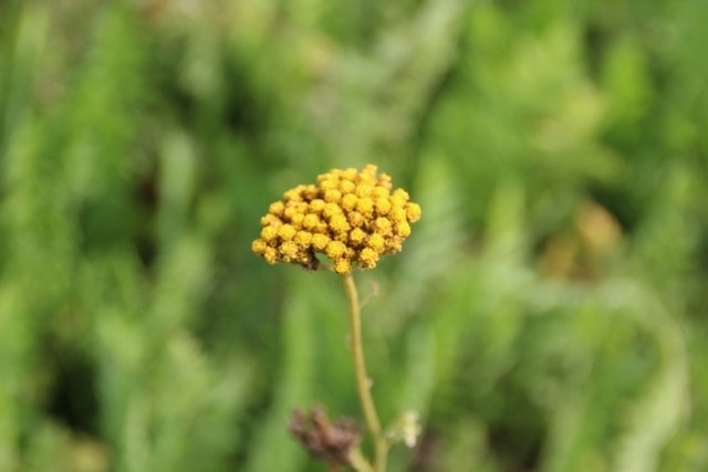  Duizendblad (Achillea Filipendulina 'Cloth Of Gold')