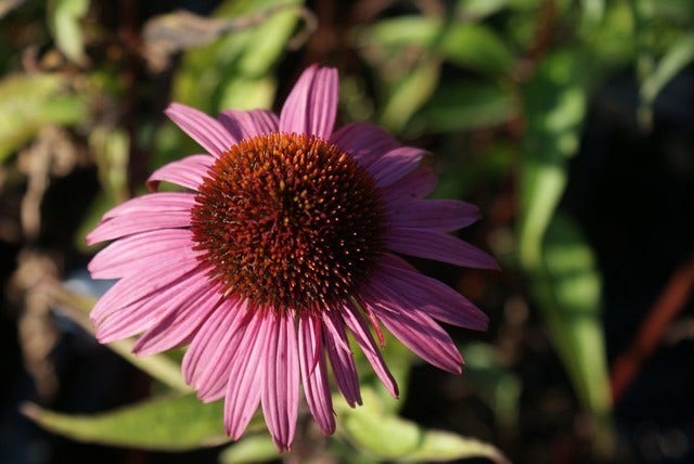  Zonnehoed (Echinacea Purpurea 'Augustkönigin')